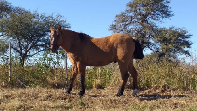Recuperaron un caballo robado a fines de 2017