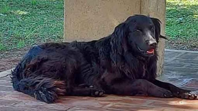 Buscan un hogar