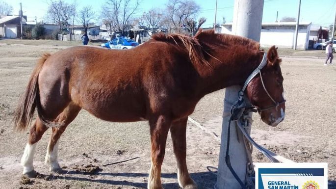 Detenido por golpear con una cadena y una tenaza a su mujer y a un caballo