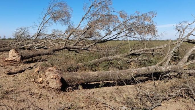 Policía Ambiental frenó intervenciones forestales ilegales
