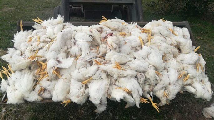 Acusan a chicos de 10 y 12 años de matar 700 gallinas a palazos
