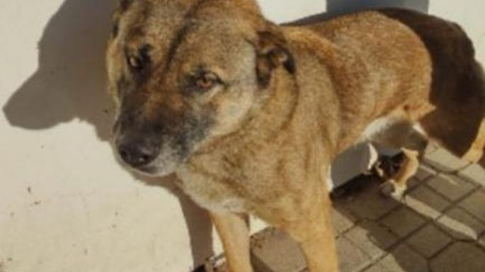 Agentes policiales secuestraron a un perro por morder a una mujer