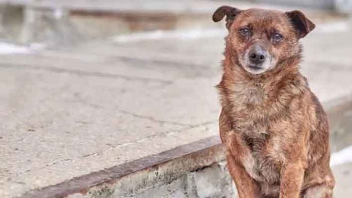 Día Mundial del Perro