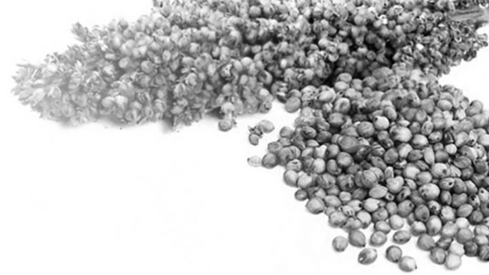 La producción de sorgo creció 100% en Córdoba