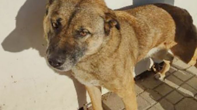 Un perro que mordió a una vecina fue trasladado al CAM