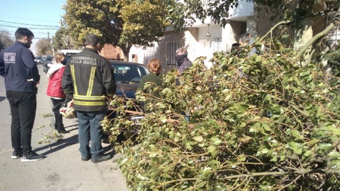 Un árbol cayó sobre un auto pero no hubo heridos