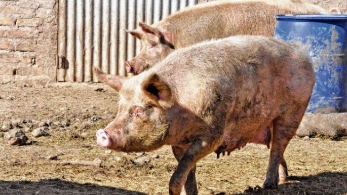 Detectaron 17 casos de triquinosis en Piquillín y en Villa del Rosario