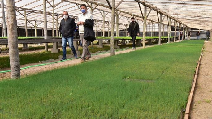 Una plantinera hortícola que brinda calidad