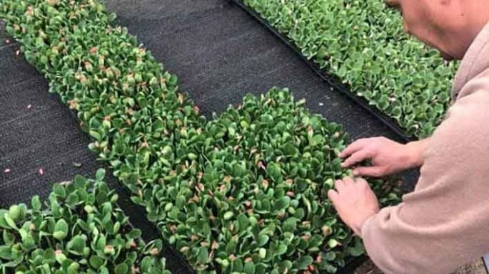 Una plantinera hortícola que brinda calidad