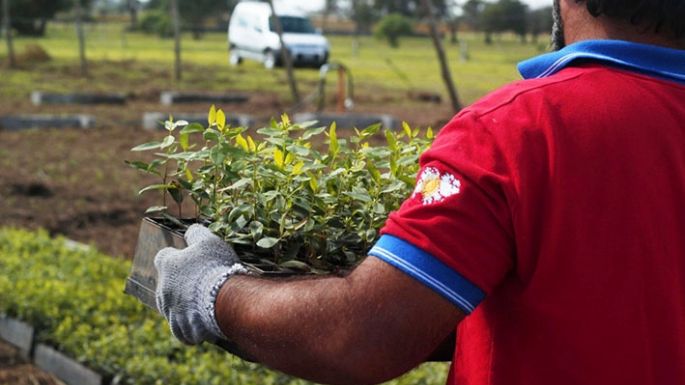 El Vivero Regional de la universidad entregó más de 80 mil plantines de árboles