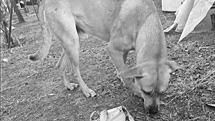 Un perro y gatitos “huérfanos”