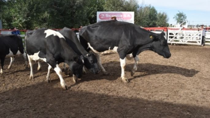 Productores rurales donarán vacunos para Delfina