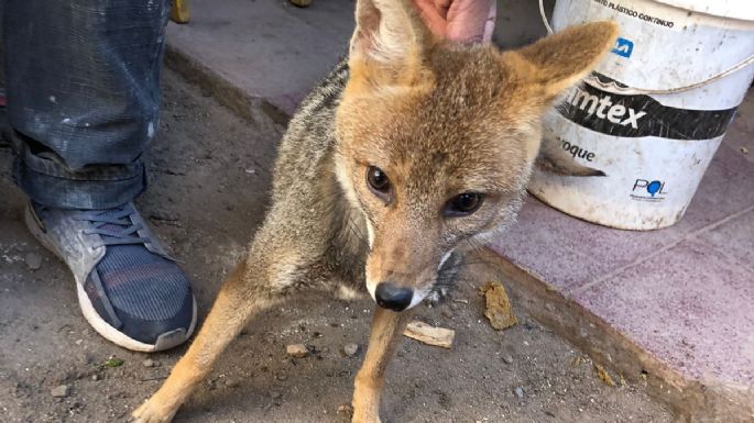 Allanaron y rescataron un zorro, un ave y un loro en cautiverio en la ciudad