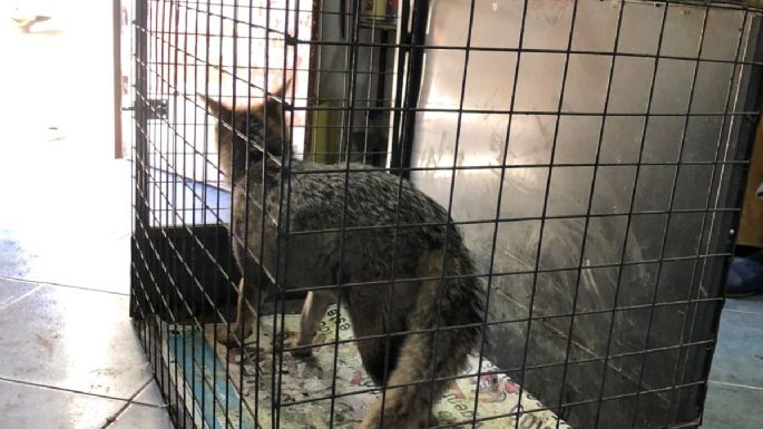 Allanaron y rescataron un zorro, un ave y un loro en cautiverio en la ciudad
