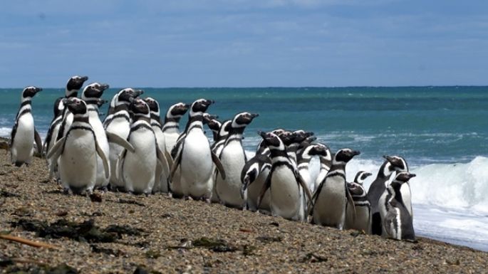 Llegaron los pingüinos a Chubut y abre la reserva al público