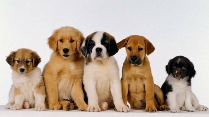 El domingo, se realizará la actividad Un Maravilloso Día de Perros