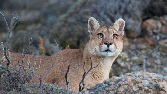 Indignación en Los Zorros: apareció un puma y un vecino lo mató salvajemente