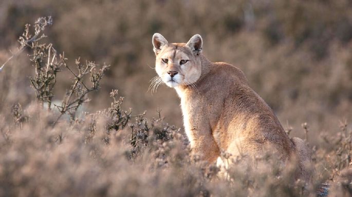 Rescataron un puma adulto que estaba cautivo en una vivienda rural cordobesa