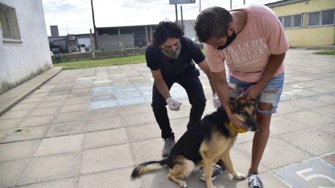 Mañana inicia la campaña de vacunación antirrábica