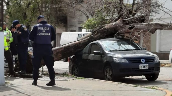 Viento indomable: cayó un árbol y aplastó un automóvil