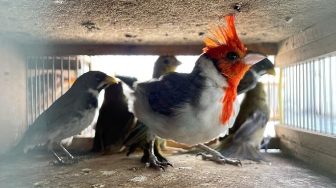 En el Día Mundial de las Aves, más de 50 especies regresaron a su hábitat natural