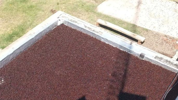 La Pampa sufrió una invasión de cascarudos en varias localidades