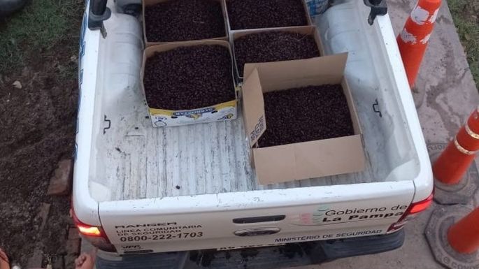La Pampa sufrió una invasión de cascarudos en varias localidades