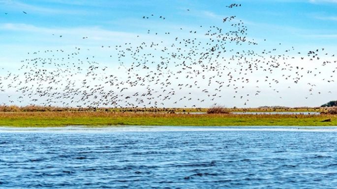 Advierten sobre la pérdida de aves