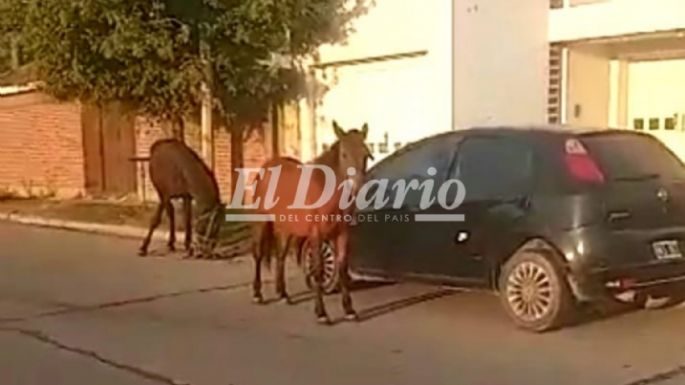 Caballos sueltos en barrio Santa Ana preocupa a los vecinos