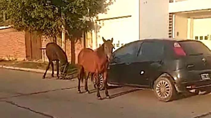 Preocupación por animales sueltos