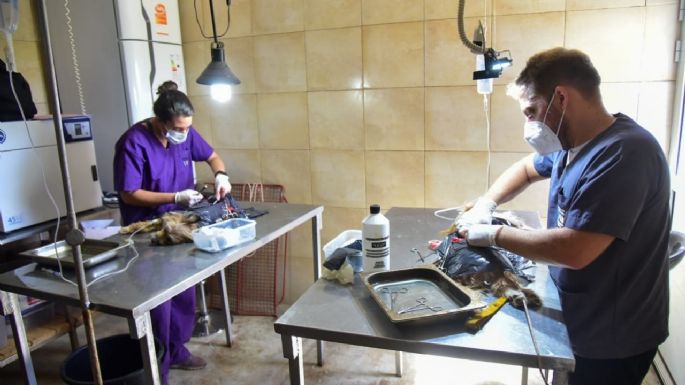 CAM: más de 4 mil castraciones, 400 adopciones y 3 mil antirrábicas en el 2021