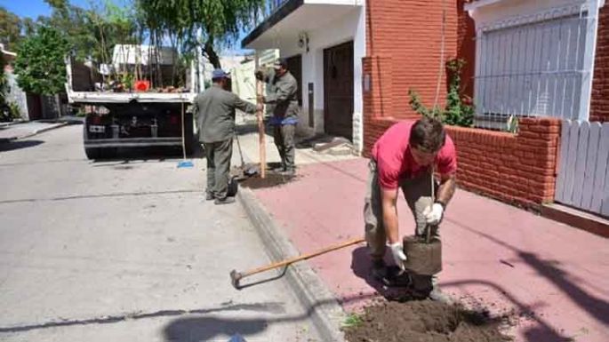 “Hay barrios que tienen hasta un 50% de déficit de árboles”
