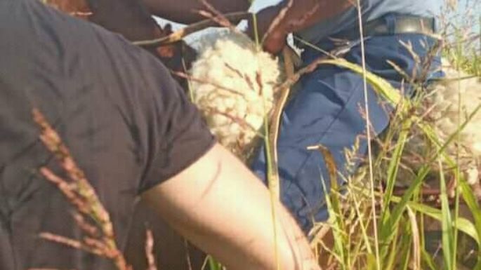 El hombre a caballo fue crucial para encontrar al paciente desaparecido