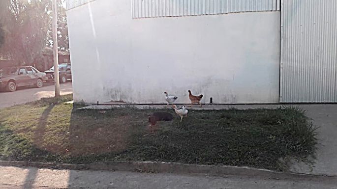 Quejas por animales sueltos y basura