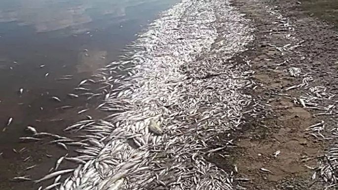 Preocupación por miles de peces muertos