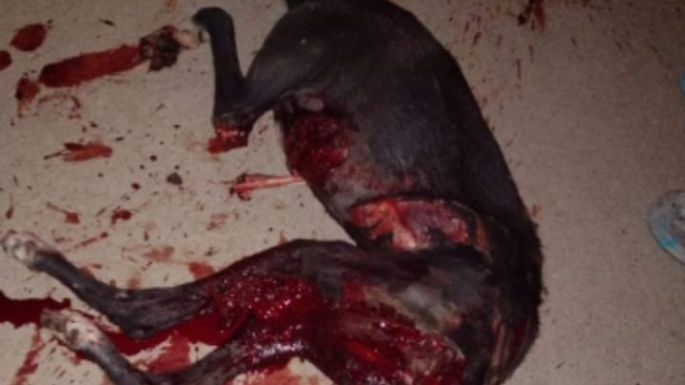 Justicia por Negrita: Arrastró seis cuadras a una perra hasta matarla