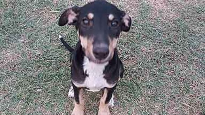 Buscan un hogar