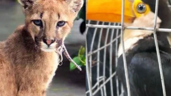 Gracias a vecinos,  Policía Ambiental rescató a un puma cachorro y a un tucán