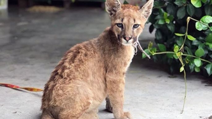Rescataron un puma y un tucán