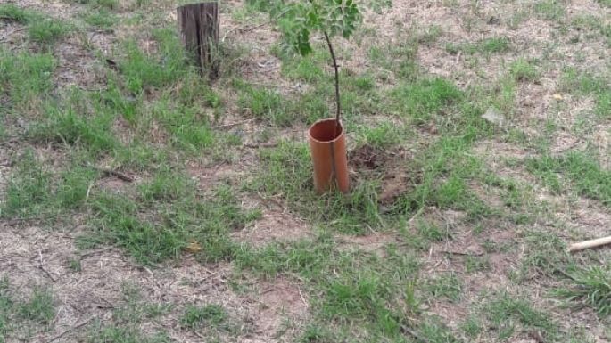 Retiraron “árboles dañinos”