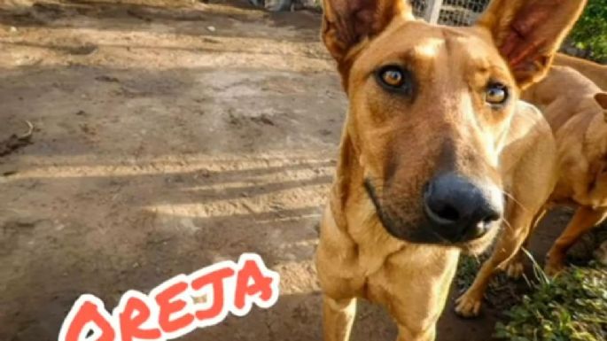 El refugio Mi Protector de Villa Nueva necesita dar en adopción 15 perros, por cierre