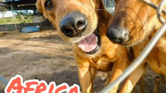El refugio Mi Protector de Villa Nueva necesita dar en adopción 15 perros, por cierre