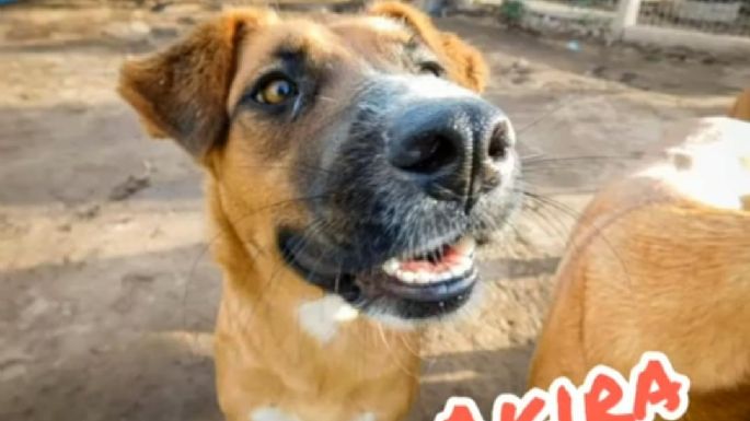 El refugio Mi Protector de Villa Nueva necesita dar en adopción 15 perros, por cierre
