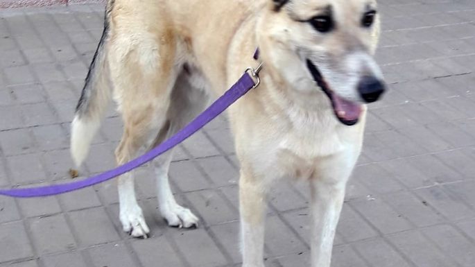 El refugio Mi Protector de Villa Nueva necesita dar en adopción 15 perros, por cierre