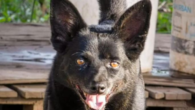 El refugio Mi Protector de Villa Nueva necesita dar en adopción 15 perros, por cierre