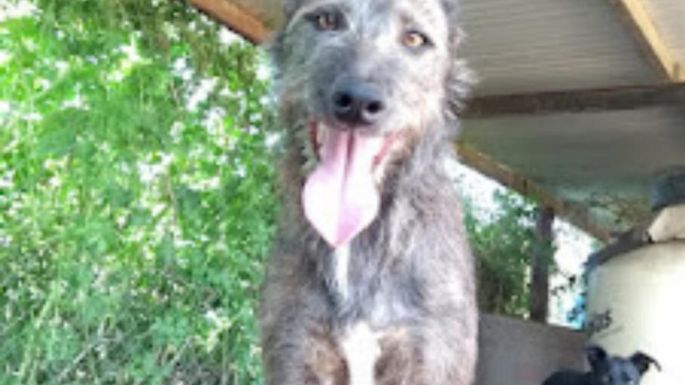 El refugio Mi Protector de Villa Nueva necesita dar en adopción 15 perros, por cierre