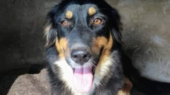 El refugio Mi Protector de Villa Nueva necesita dar en adopción 15 perros, por cierre