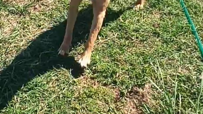 El refugio Mi Protector de Villa Nueva necesita dar en adopción 15 perros, por cierre