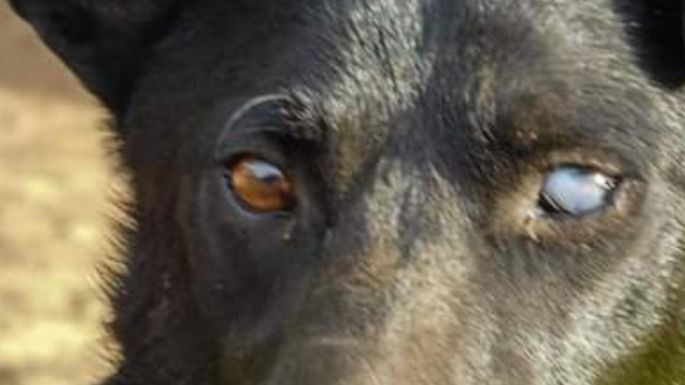 El refugio Mi Protector de Villa Nueva necesita dar en adopción 15 perros, por cierre