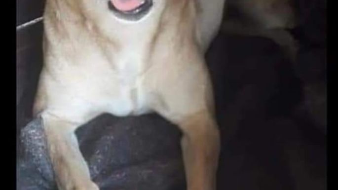 El refugio Mi Protector de Villa Nueva necesita dar en adopción 15 perros, por cierre